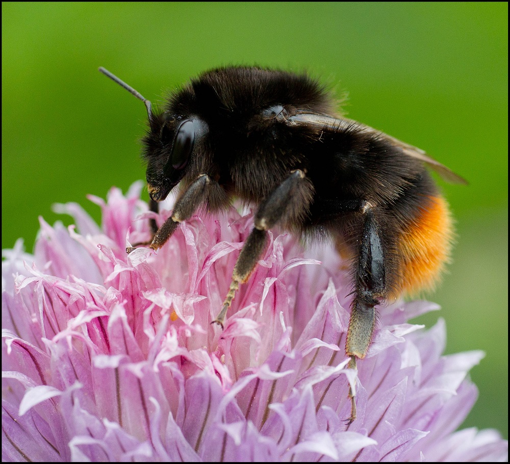 Red-tailed - Bumblebee Conservation Trust