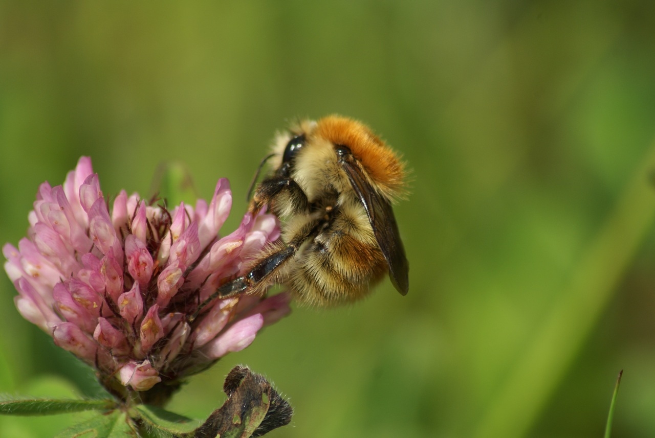 Brown-banded carder bumblebee - Bumblebee Conservation Trust