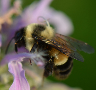 The Rusty patched bumblebee, Bombus affinis