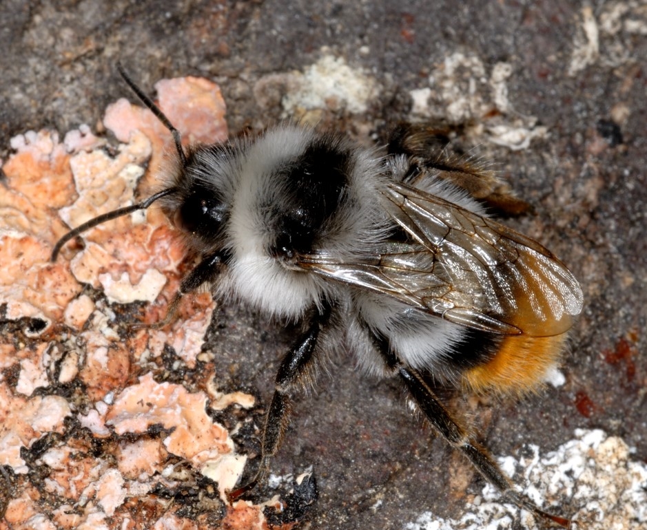 A close up of a male bumblebee, Bombus brodmannicus
