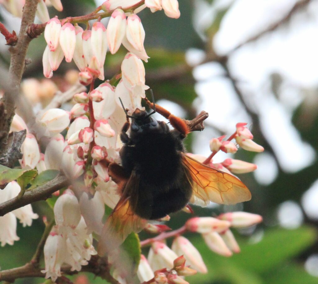 The Orange-legged bumblebee, Bombus-eximius