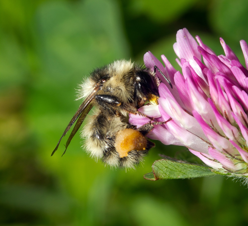 A bumblebee, Bombus veteranus, feeding on a flower with a large pollen basket