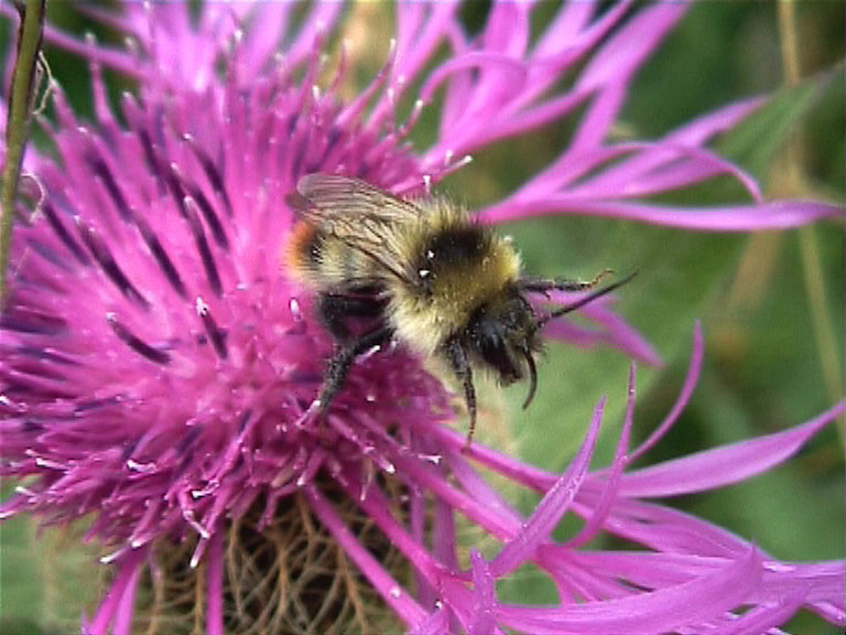 A male Unexpected bumblebee, Bombus inexspectatus