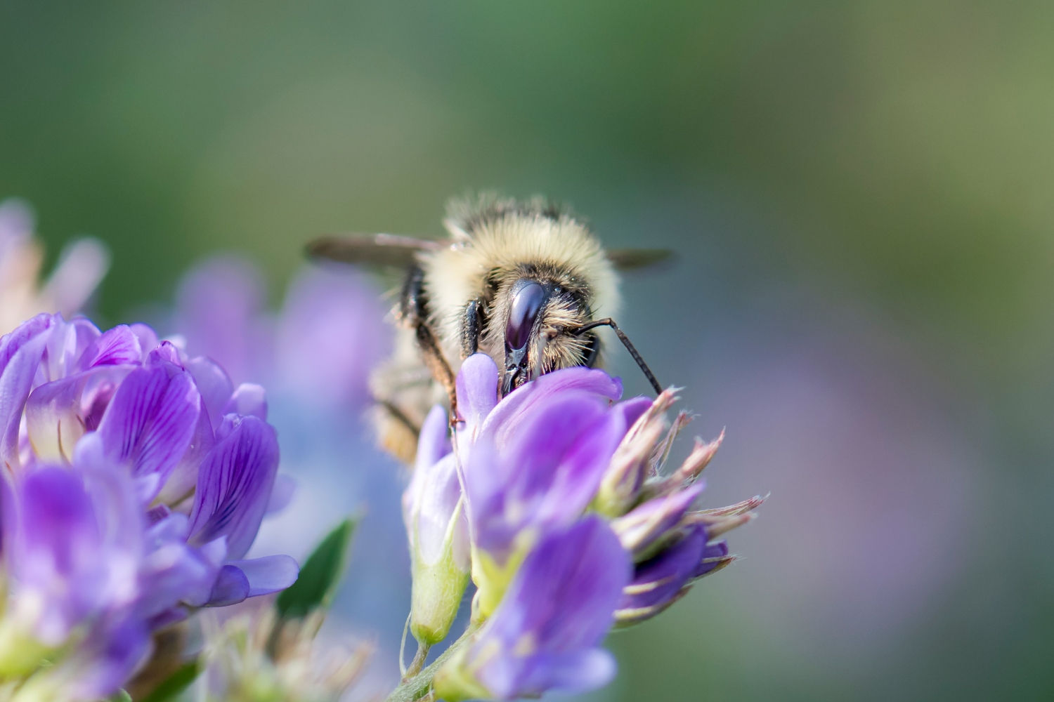Cared Bee A conservation strategy for the Shrill carder bee - Bumblebee ...