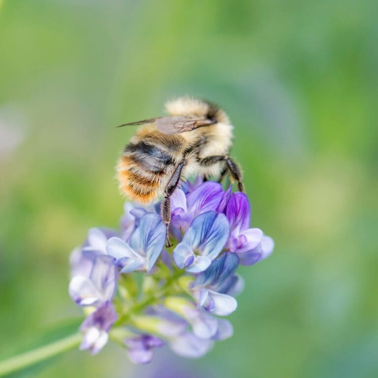 Scrill Insect A conservation strategy for the shrill carder bee - Bumblebee ...