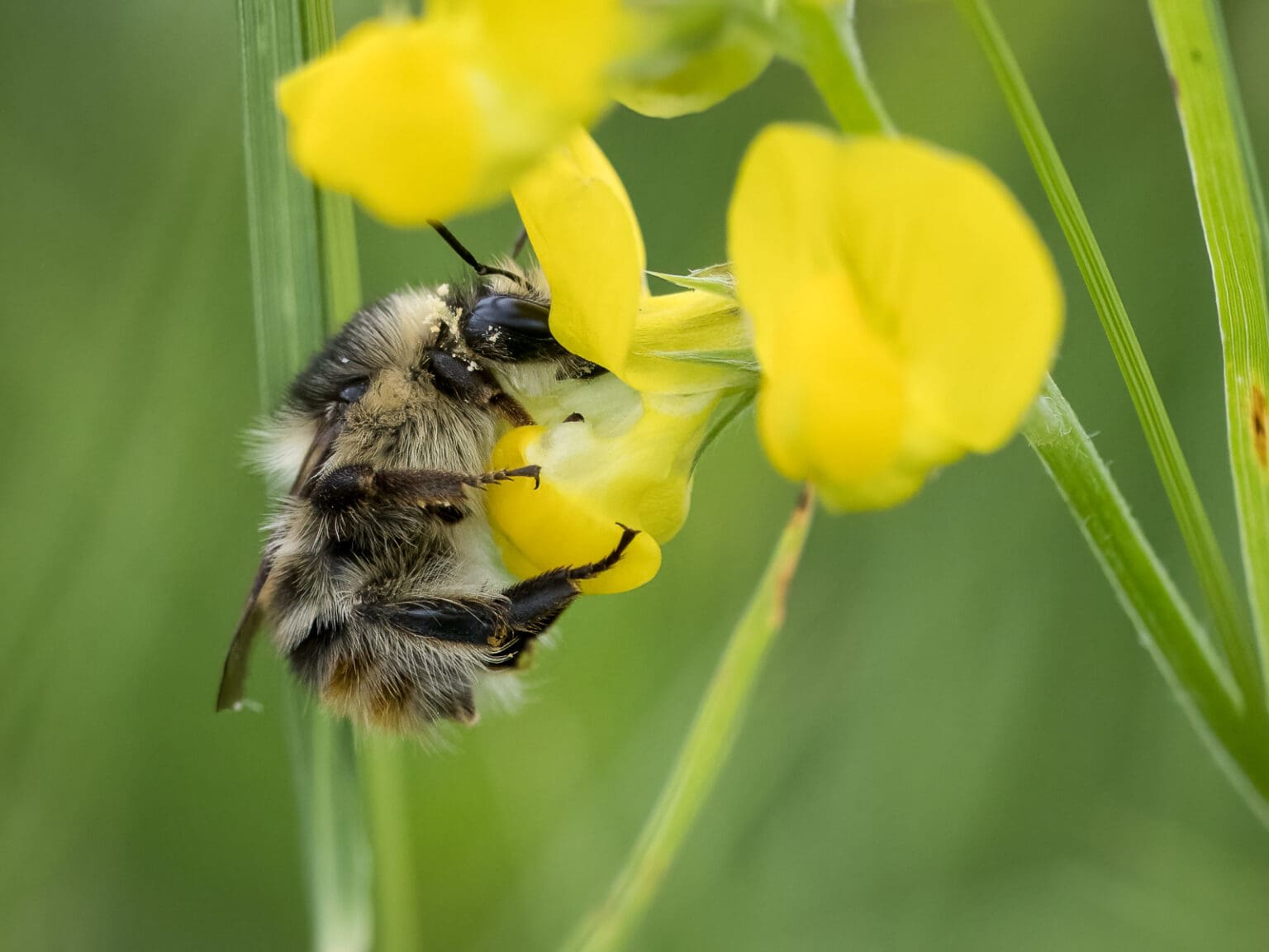 Trust led projects - Bumblebee Conservation Trust