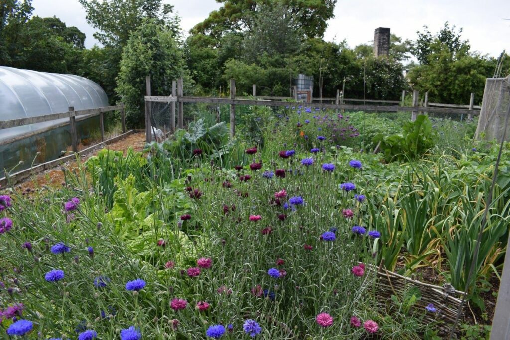 Allotment with many colourful wildflowers