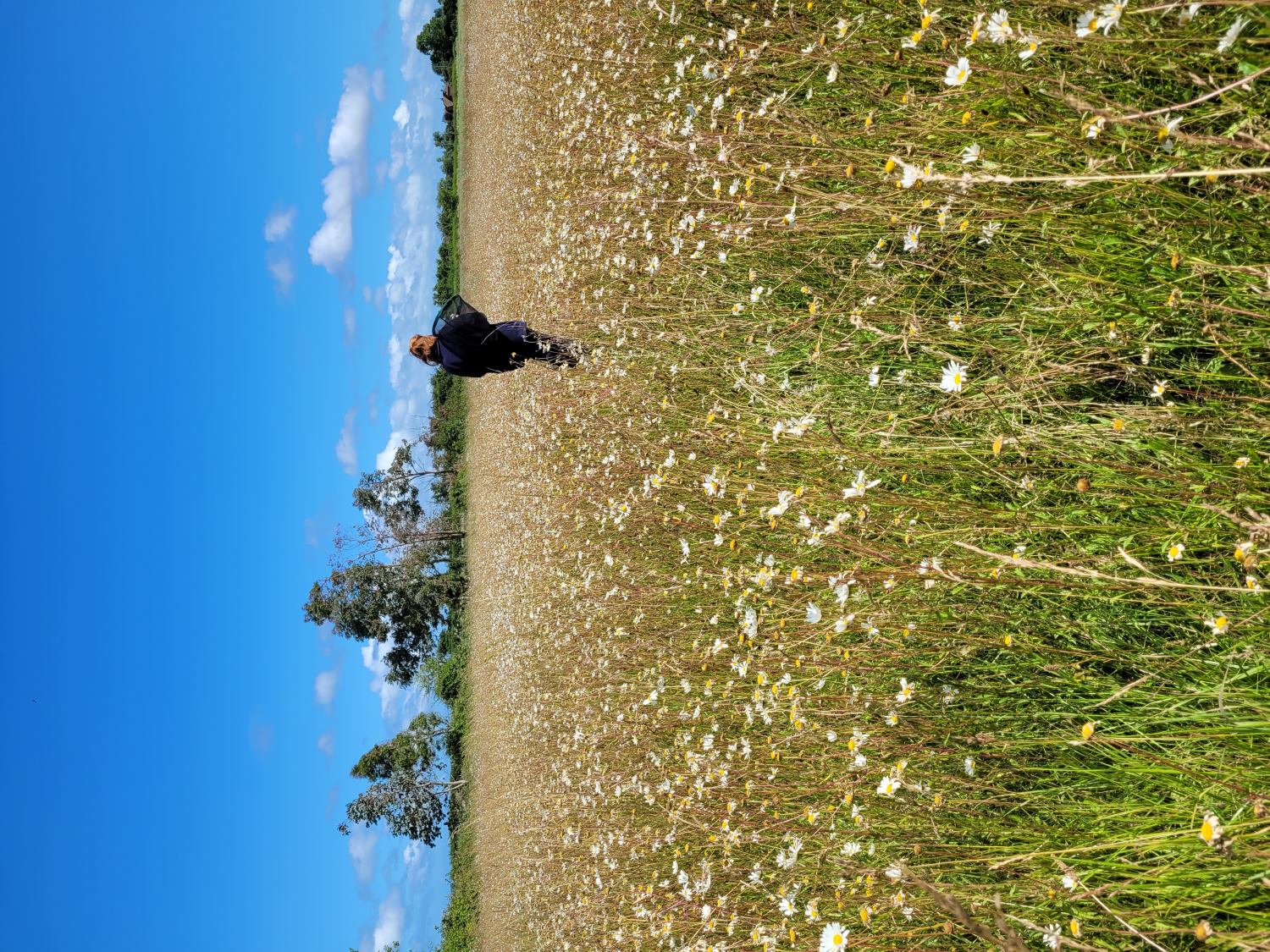Bee Connected project - Bumblebee Conservation Trust