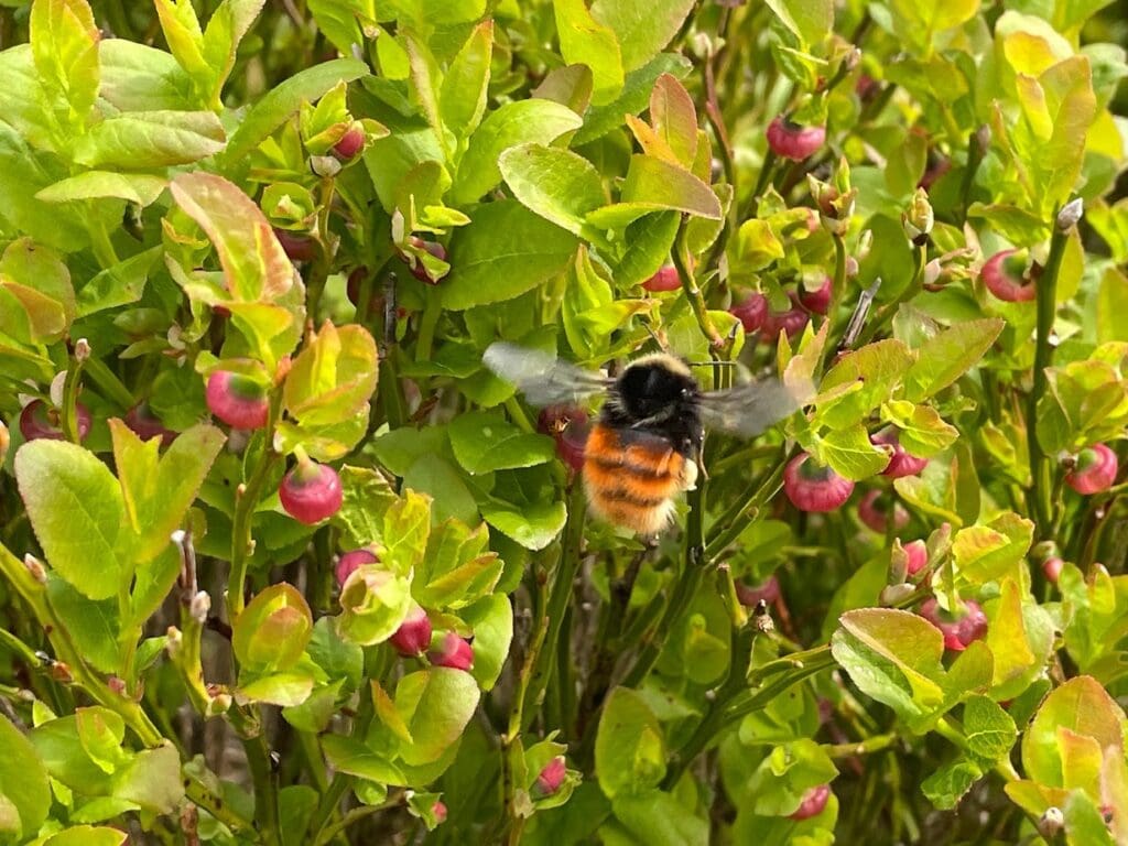 A close-up of a Bilberry bumblebee flowering towards pink bilberry flowers.
