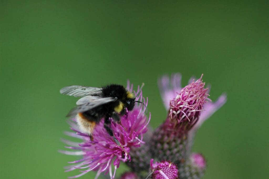 A Broken-belted bumblebee feeding on a pink flower.