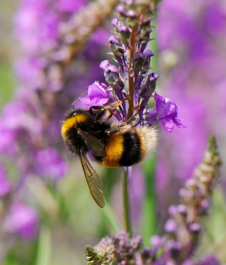 A Buff-tailed bumblebee male feeding on a purple flower.