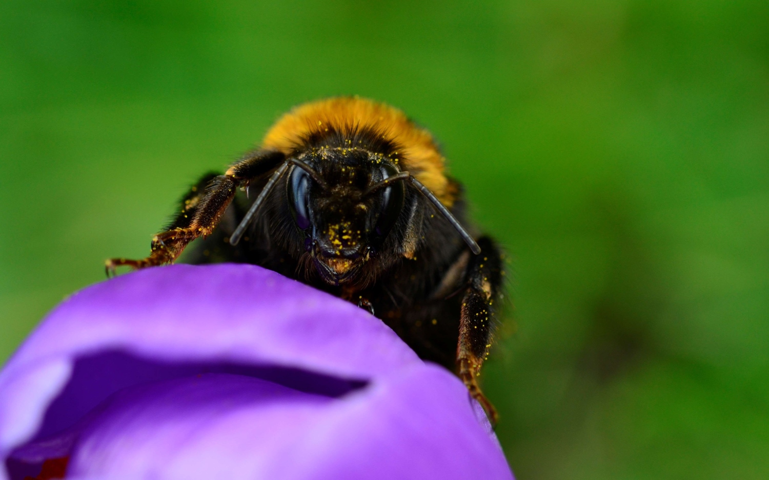 Patchwork leaf-cutter bee - Bumblebee Conservation Trust