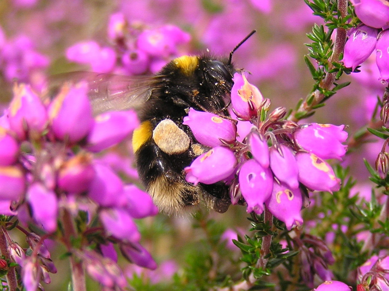 Winter active bumblebees - Bumblebee Conservation Trust