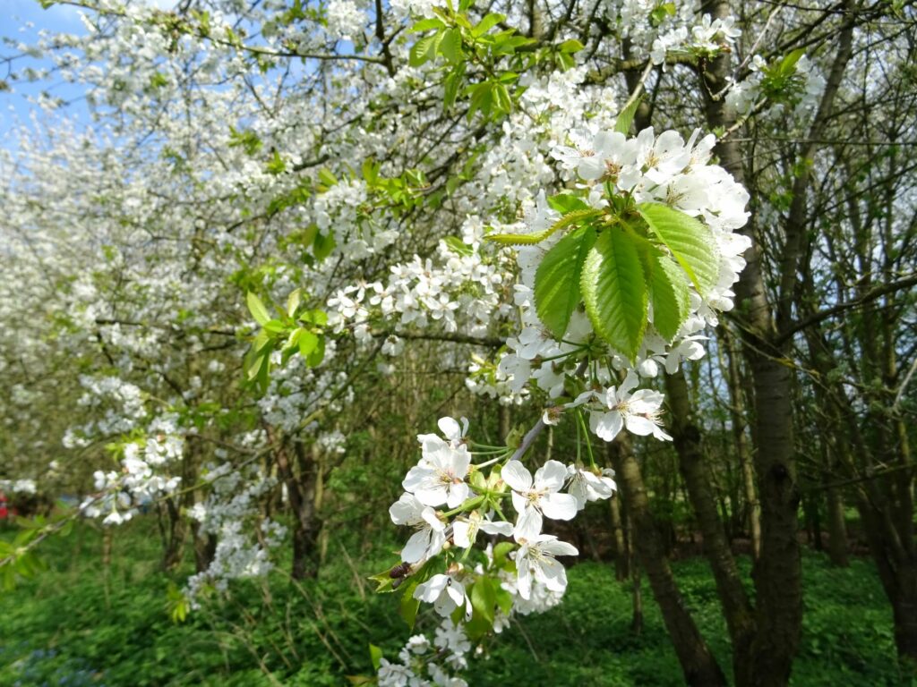 A cherry blossom tree bloom