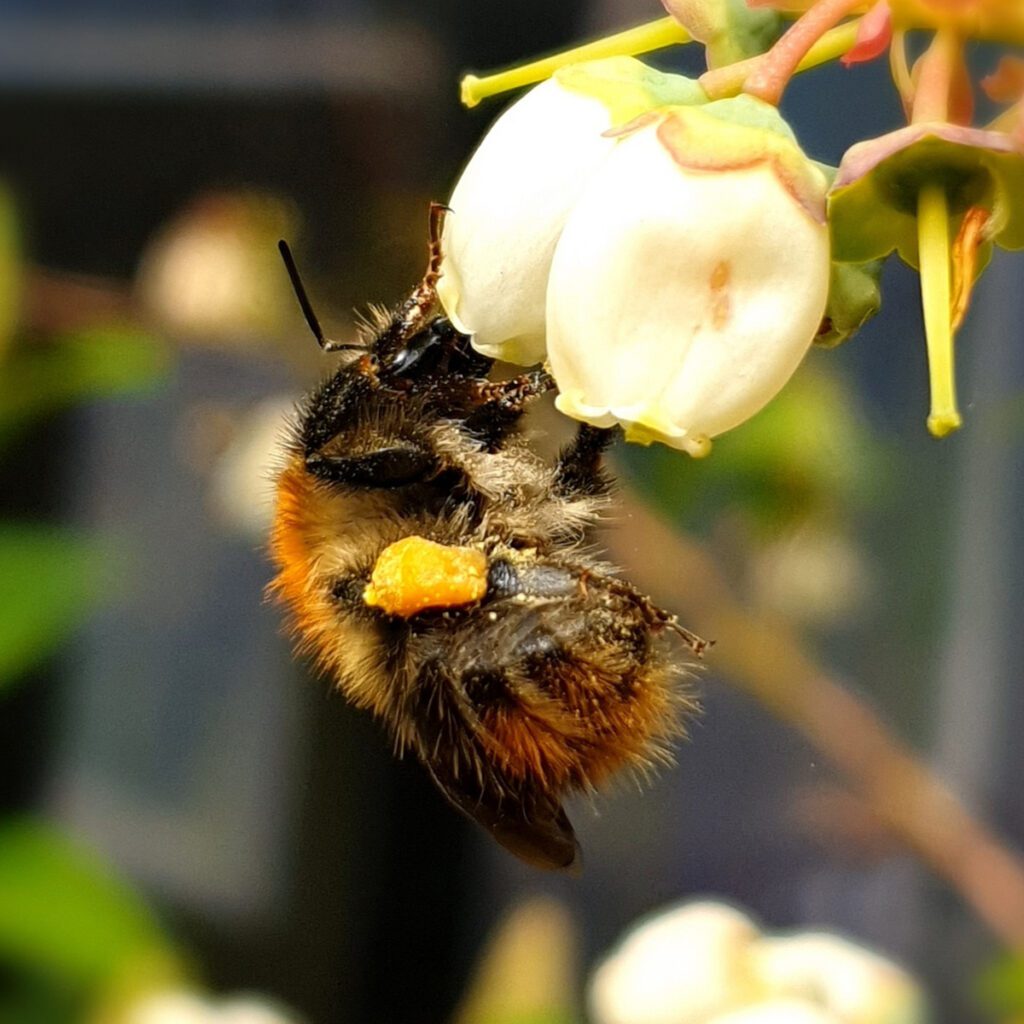 A common carder bumblebee on a blueberry plant with a visible pollen basket