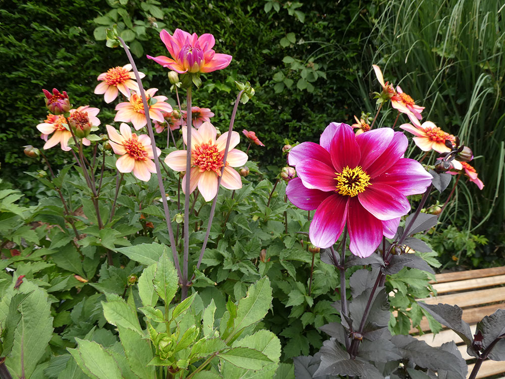 Large colourful dahlia flowers against a backdrop of greenery