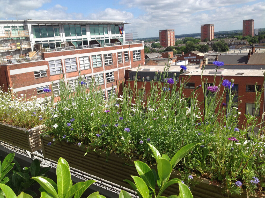 Pollinator friendly flowers on a balcony