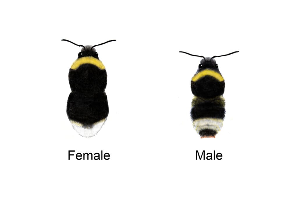 An identification illustration of a Forest cuckoo bumblebee female and male.