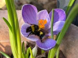 A Garden bumblebee feeding on a purple flower.
