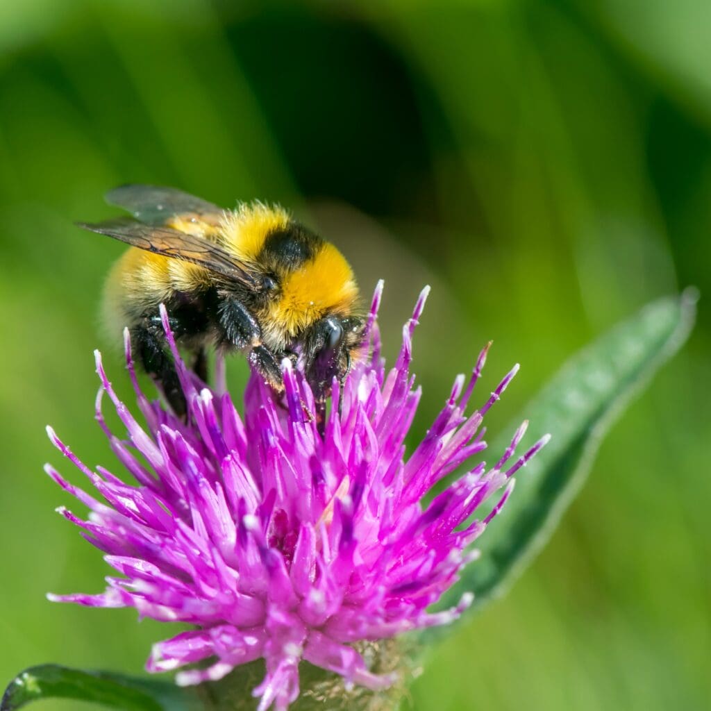 A Great Yellow bumblebee feeding on a purple flower.