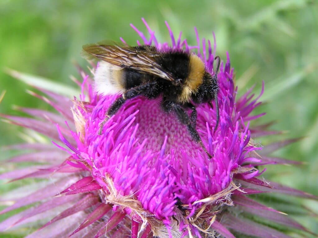 A Gypsy cuckoo bumblebee male feeding on a pink flower.
