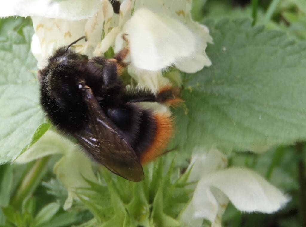 A Red-shanked carder bumblebee feeding on a white flower.
