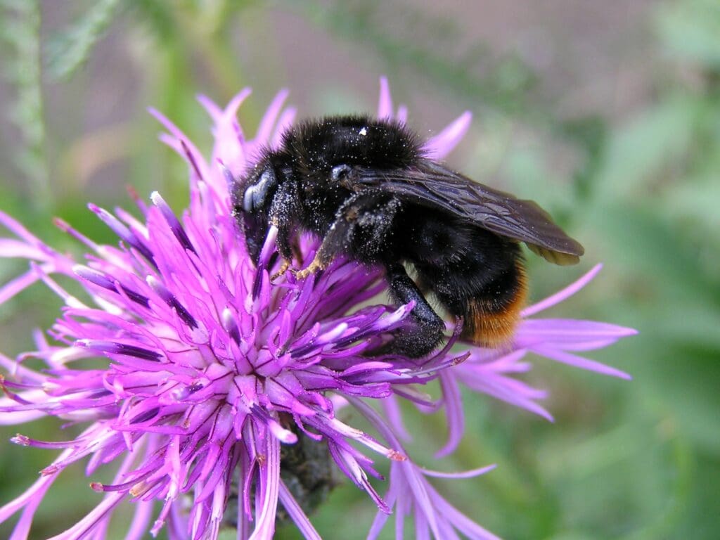 A Red-tailed cuckoo bumblebee dusted in pollen and feeding from a pink flower.