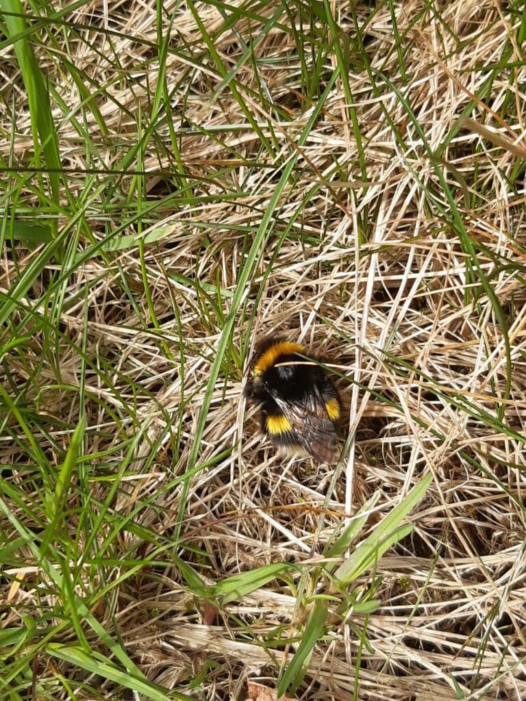 A bumblebee resting on the ground.