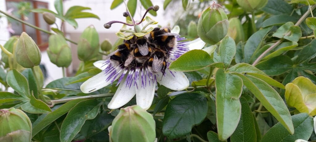A group of Buff-tailed bumblebee males huddled together asleep on a flower.