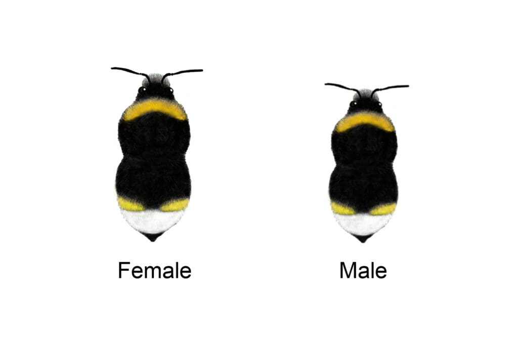 An identification illustration of a Southern cuckoo bumblebee female and male.
