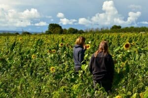Two members of staff standing in a field of tall sunflowers looking for bumblebees.