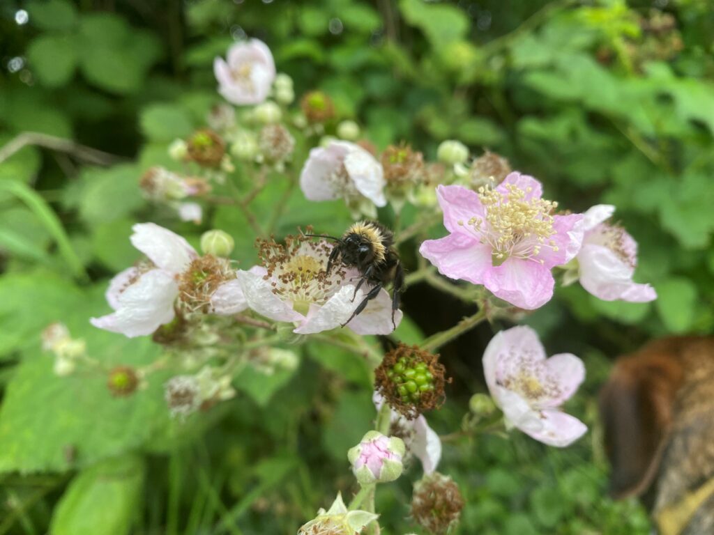 A wet buff-tailed bumblebee on brambles