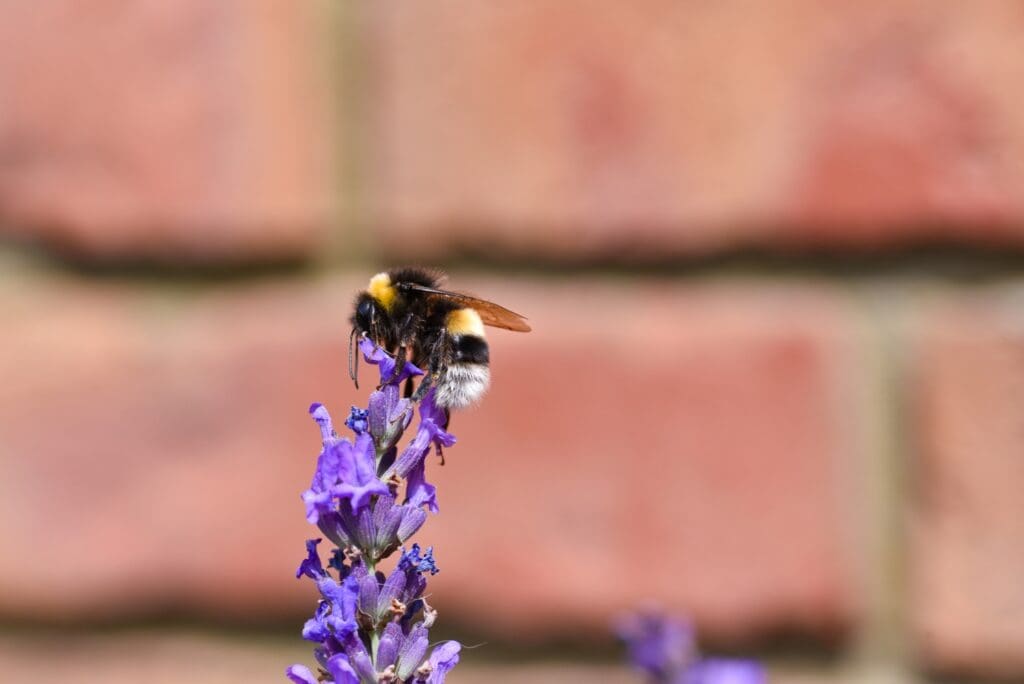 A White or Buff-tailed bumblebee feeding on the topmost flowers of a lavender plant.