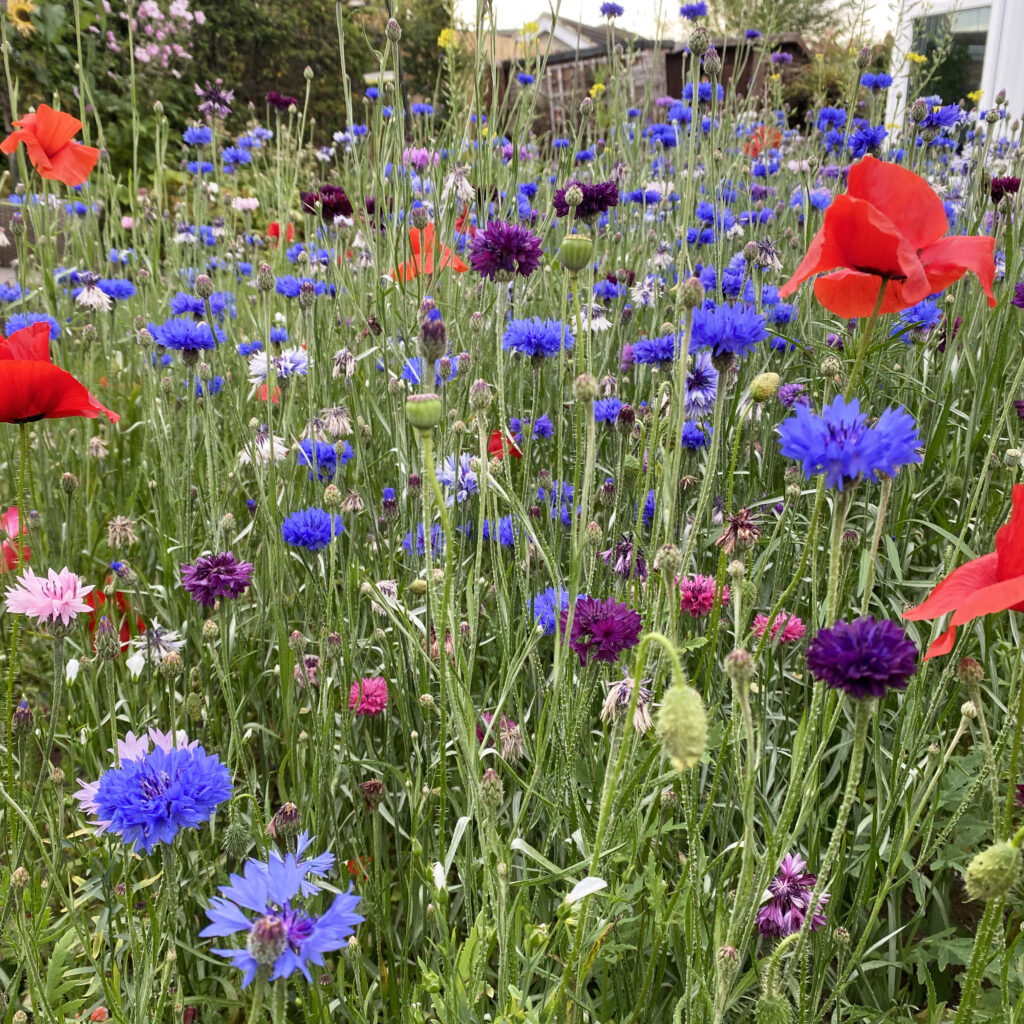 An array of colourful wildflowers in a small garden