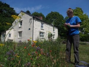 Person surveying bumblebees in garden
