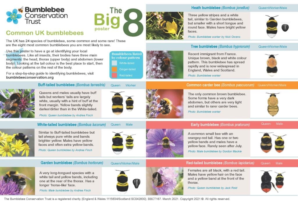 The Big 8 Common UK Bumblebees Bumblebee Conservation Trust The Big 8 Common UK Bumblebees Bumblebee Conservation Trust