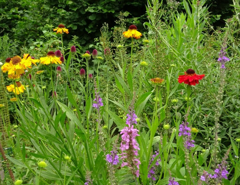 A garden border teeming with tall, brightly coloured bumblebee-friendly flowers.