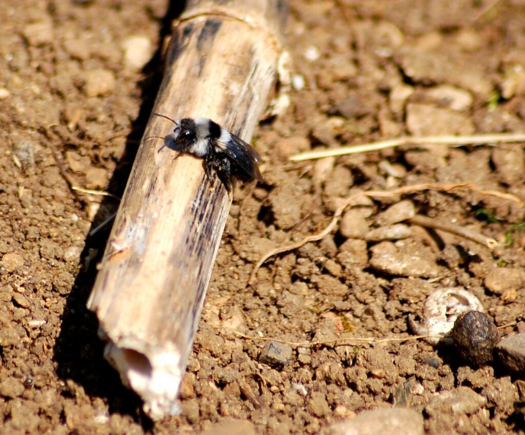 An Ashy mining bee resting on a hollow wooden tube.