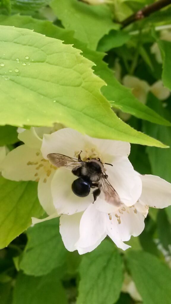 An Ashy mining bee feeding on a white flower.