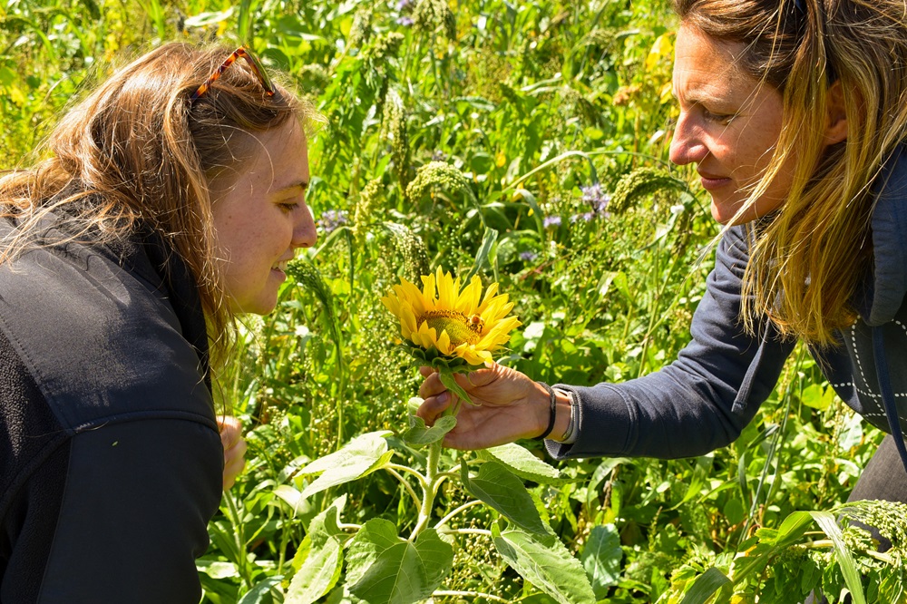 Two people looking at bumblebee on sunflower