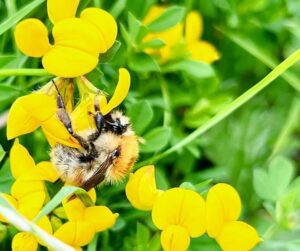 A Brown-banded carder bumblebee feeding on yellow flowers.