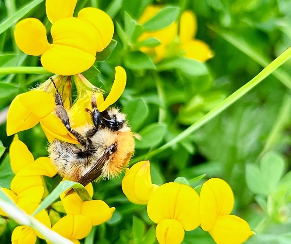 Brown-banded carder bees – Where are you? - Bumblebee Conservation Trust