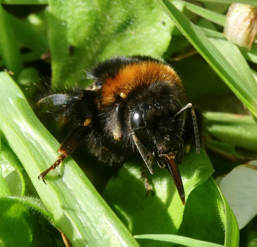 Close up of the head of a queen buff-tailed bumblebee