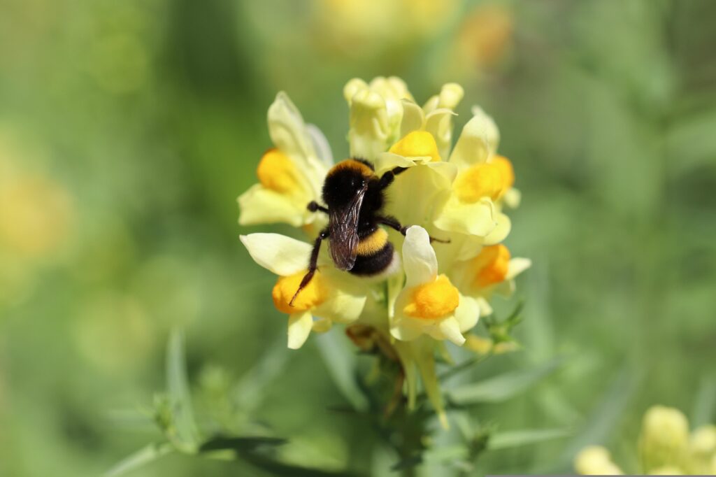 Bumblebee on yellow toadflax flower.