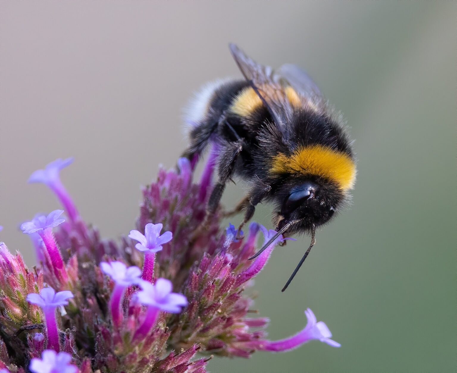 Join - Bumblebee Conservation Trust