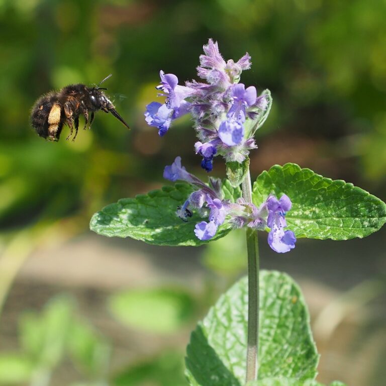 Other bees - Bumblebee Conservation Trust