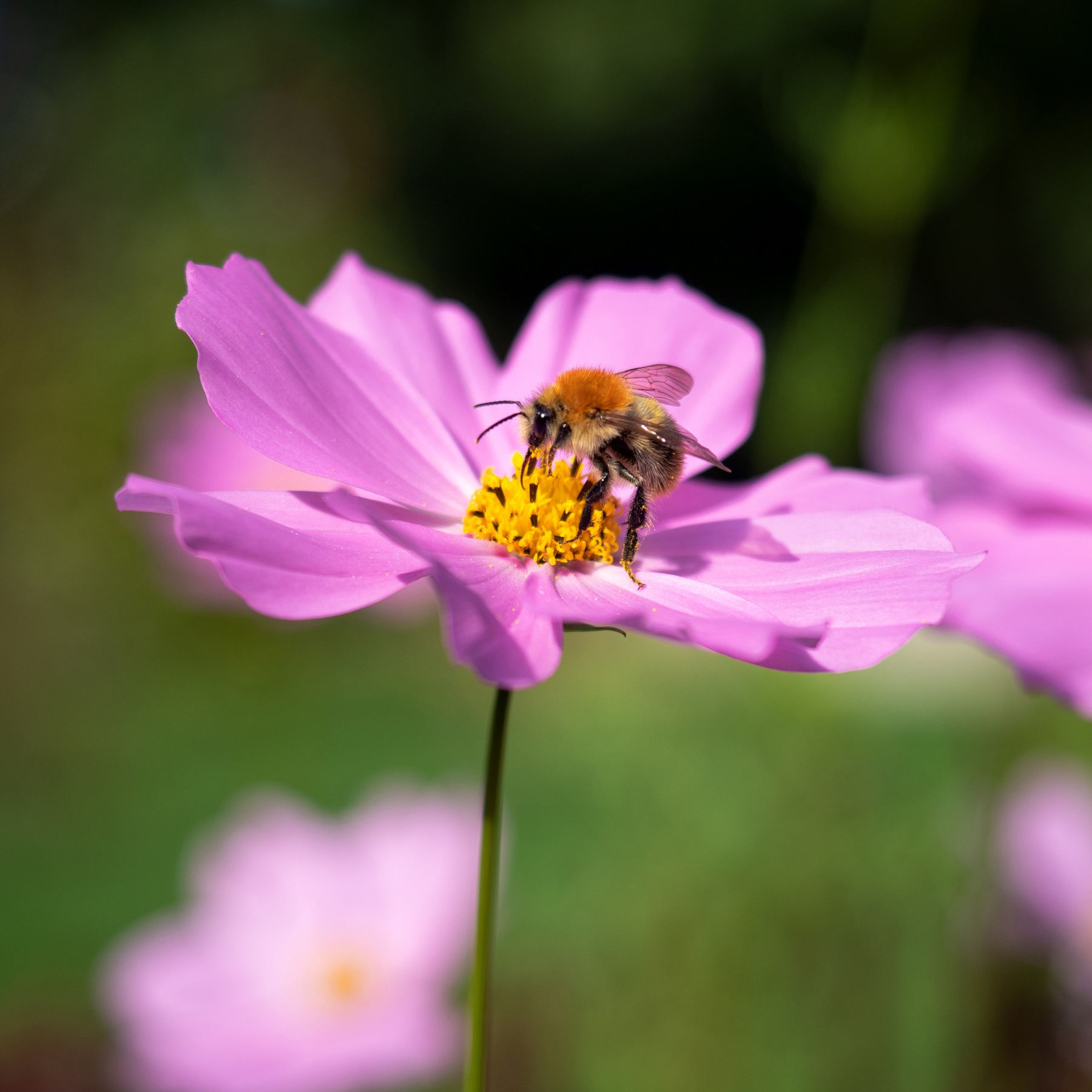 Join - Bumblebee Conservation Trust