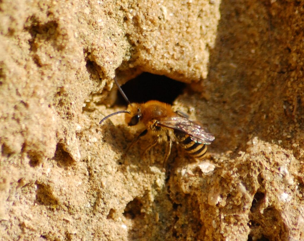 Any Ivy bee outside the entrance to an underground nest.
