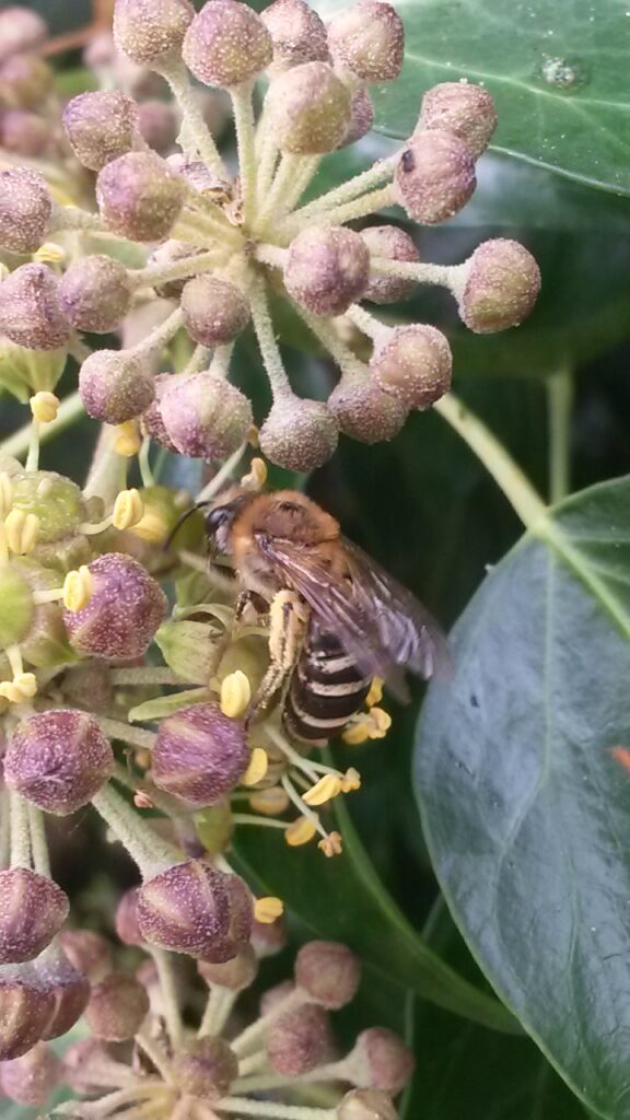 An Ivy bee feeding on flowers.