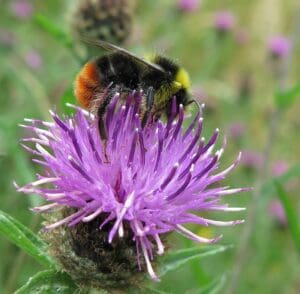 Male red tailed bumblebee on knapweed